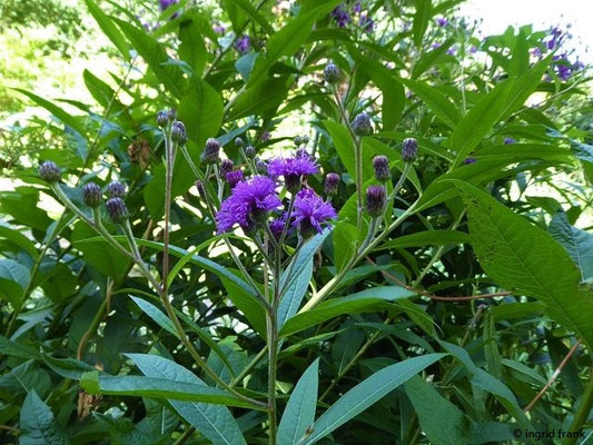 Vernonia gigantea / Hohe Scheinaster   (30.07.2022; Botanischer Garten der Universität Basel)
