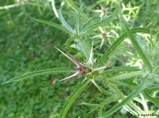 Centaurea calcitrapa / Stern-Flockenblume  (20.06.2022; Botanischer Garten der Universität Konstanz)