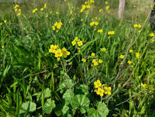 Diplotaxis tenuifolia / Schmalblättriger Doppelsame  (15.08.2015; NSG Sandhausener Düne, Pferdstrieb)