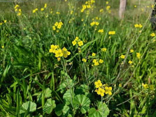 Diplotaxis tenuifolia / Schmalblättriger Doppelsame  (15.08.2023; NSG Sandhausener Düne, Pferdstrieb)