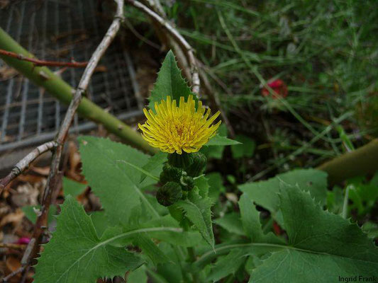 Sonchus oleraceus / Kohl-Gänsedistel