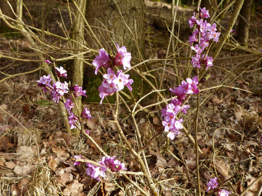 Dianthus mezereum / Gewöhnlicher Seidelbast