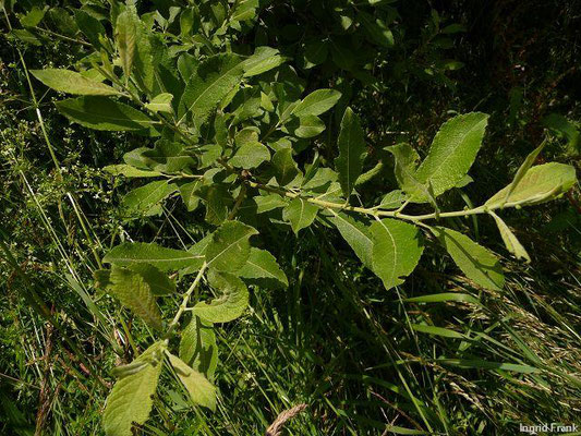 Salix cinerea / Grau-Weide, Asch-Weide