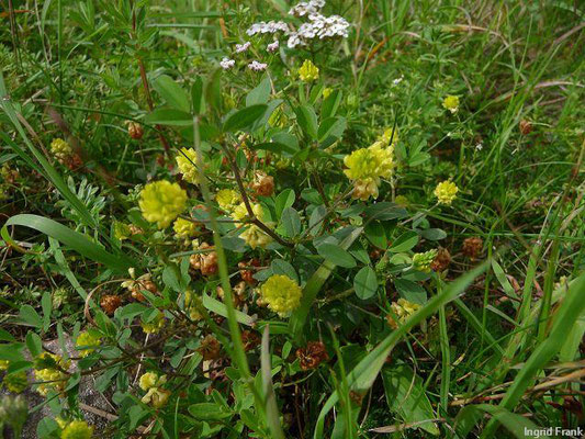 Trifolium campestre / Feld-Klee    (13.06.2013; bei Herdwangen im Dreieck der Naturräume Hegau / Oberschwäbisches Hügelland / Donau-Ablach-Platten)