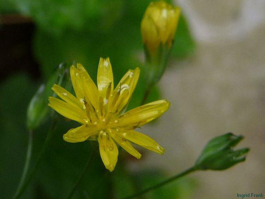 Lapsana communis - Reinkohl