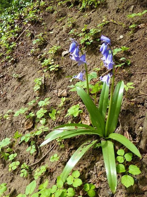 Hyacinthoies spec. (2 arten)