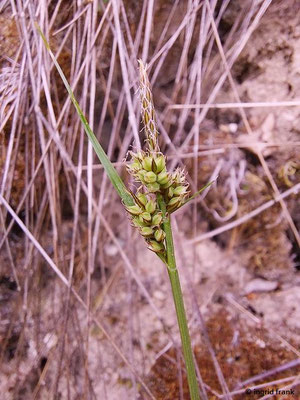 Carex pilulifera / Pillen-Segge    V-VI