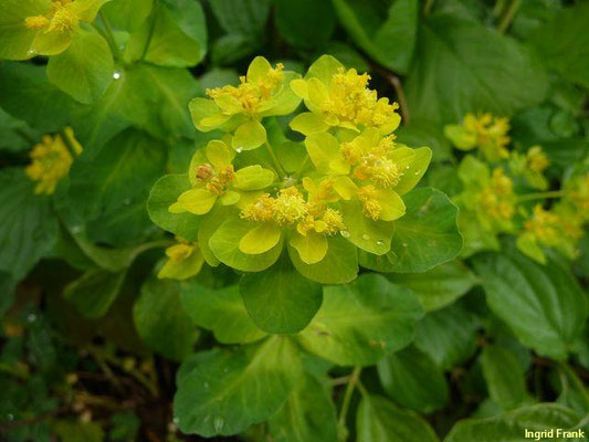 Euphorbia epithymoides / Vielfarbige Wolfsmilch    V-VI