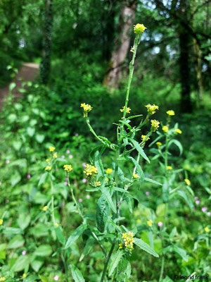 Sisymbrium officinale / Wege-Rauke