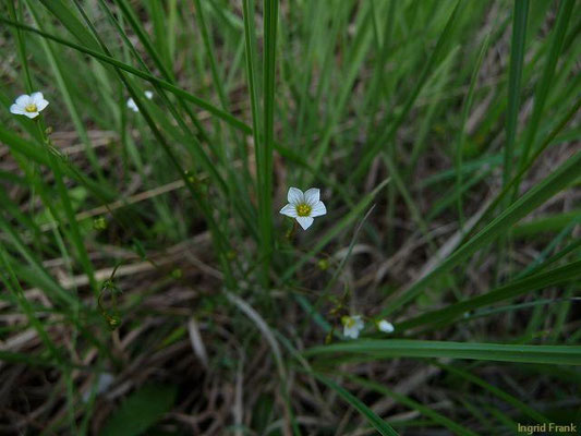 Linum catharticum / Purgier-Lein