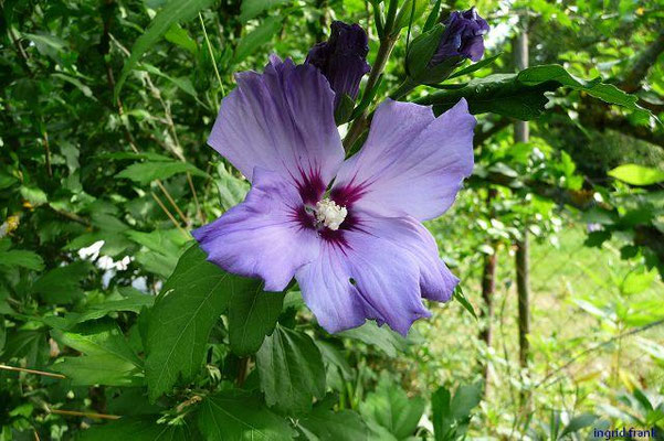 Hibiscus syriacus - Freiland-Roseneibisch