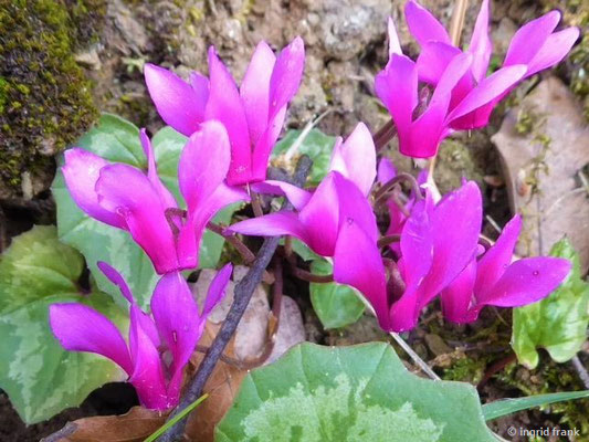 Cyclamen repandum / Geschweiftblättriges Alpenveilchen     (03.05.2019; Italien, Toskana, bei Bibbona)