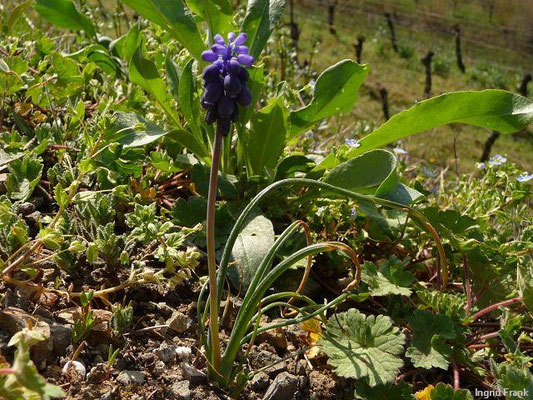 Muscari neglectum / Weinbergs-Traubenhyazinthe, Übersehenes Träubel    III-V