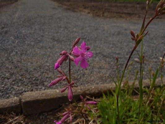 Lychnis viscaria / Gewöhnliche Pechnelke (08.05.2015; Botanischer Garten Dresden)