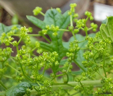 Dysphania botrys / Klebriger Drüsengänsefuß  (14.08.2024; Eichstätt, Willibaldsburg, Bastionsgarten)