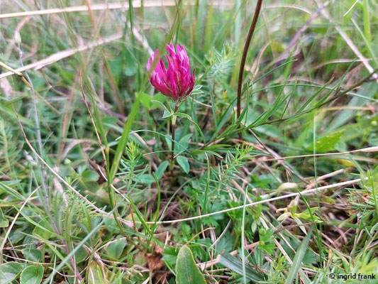 Trifolium pratense / Wiesen-Klee, Rot-Klee   (08.08.2023; Beutenlay bei Münsingen)