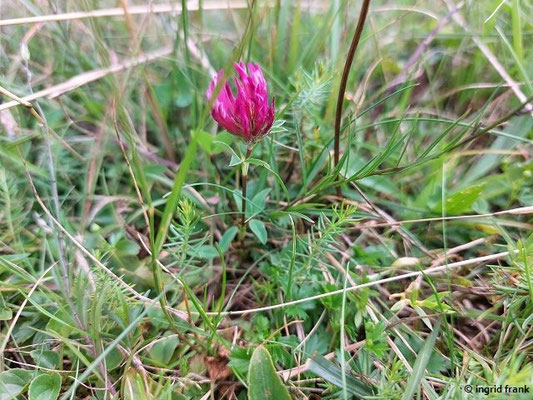 Trifolium pratense / Wiesen-Klee, Rot-Klee   (08.08.2023; Beutenlay bei Münsingen)