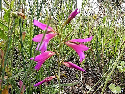 Gladiolus italicus / Saat-Siegwurz    (29.04.2019; Italien, Toskana bei Rosignano Marittimo)
