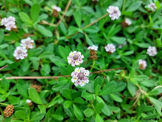 Phyla canescens / Graue Teppichverbene  (27.09.2025; Sizilien, Catania)