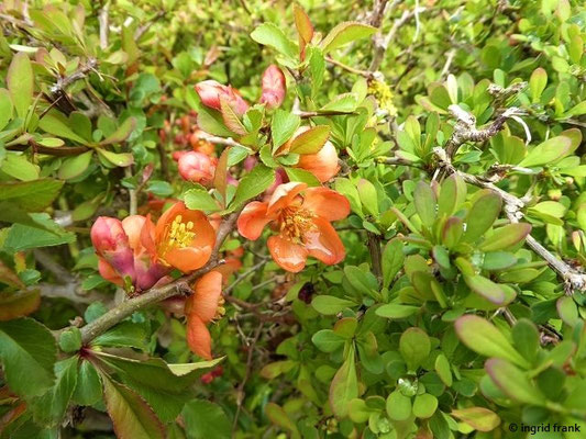 Chaenomeles japonica / Japanische Scheinquitte