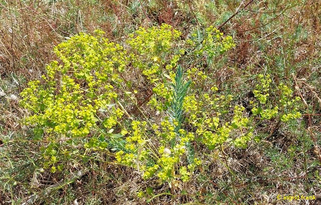 Euphorbia seguieriana / Steppen-Wolfsmilch