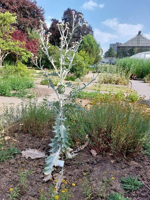 Onopordum acanthium (60 Arten)