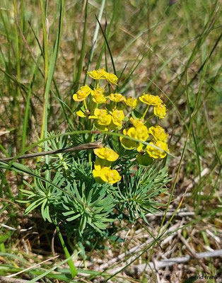 Euphorbia cyparissias / Zypressen-Wolfsmilch