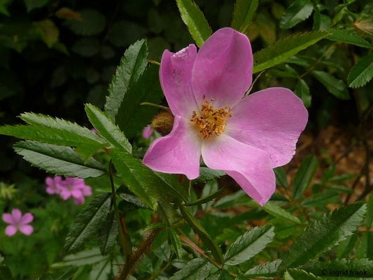Rosa nitida - Glanzblättrige Rose (Botanischer Garten Universität Heidelberg)