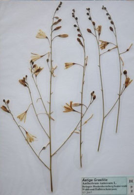 Anthericum ramosum / Ästige Graslilie   (07/2007; Ihringen)  (Herbarium Dr. Wolf v. Thun)
