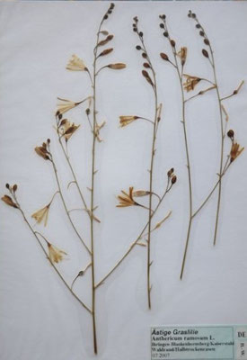Anthericum ramosum / Ästige Graslilie   (07/2007; Ihringen)  (Herbarium Dr. Wolf v. Thun)