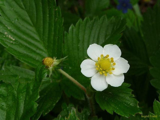 Fragaria vesca - Wald-Erdbeere