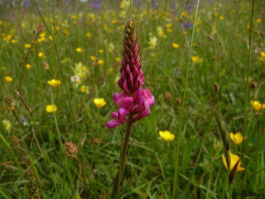 Onobrychis spec. (130 Arten)