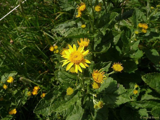 Senecio alpina / Alpen-Greiskraut