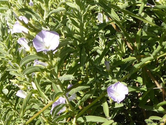 Convolvulus fruticulosus / Kleinstrauchige Winde (18.02.2018 - Im Bot. Garten des Besucherzentrums des Nationalparks Caldera de Taburiente, El Paso, La Palma18.02.2018 - Im Botanischen Garten des Besucherzentrums d. Nationalparks Caldera de Taburie)