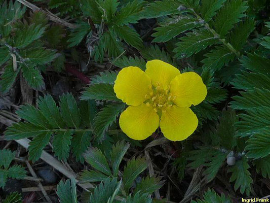 Potentilla anserina / Gänsefingerkraut 