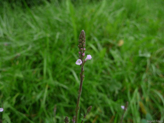 Verbena officinalis / Echtes Eisenkraut    VII-IX