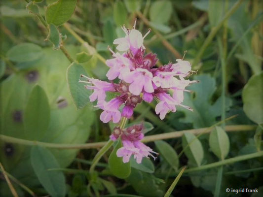 Thymus pulegioides / Quendel, Gewöhnlicher Arznei-Thymian    (07.10.2019; NSG Hochwiesen-Pfullinger Berg)