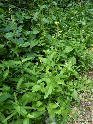 Sisymbrium officinale / Wegrauke