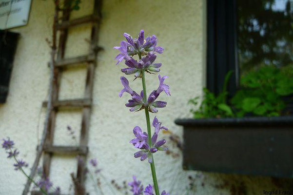 30.06.2010-Lavandula angustifolia - Lavendel