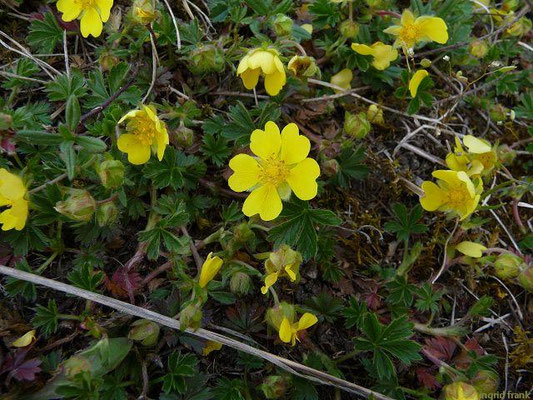 Potentilla neumanniana / Frühlings-Fingerkraut    (III-)IV-VI
