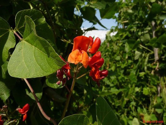 Phaseolus coccineus - Feuer-Bohne