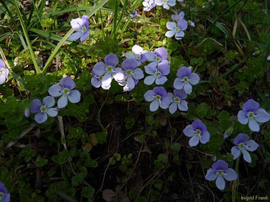Veronica filiformis / Faden-Ehrenpreis