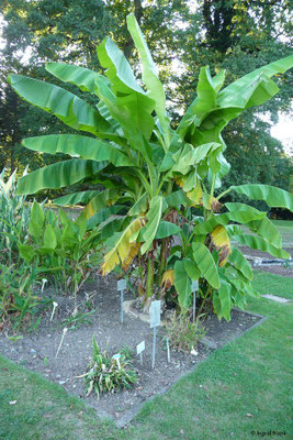 Musa x paradisiaca / Banane, Obstbanane (21.09.2015 - Hohenheimer Gärten)