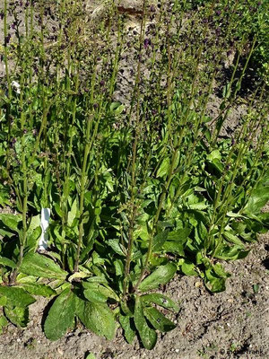 Verbascum phoeniceum / Purpur-Königskerze