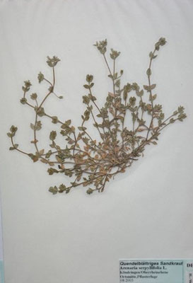 Arenaria serpyllifolia / Quendelblättriges Sandkraut   (08/2005; Köndringen, Oberrheinebene)   (Herbarium Dr. Wolf von Thun)