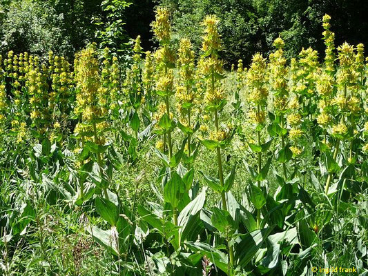 Gentiana lutea - Gelber Enzian