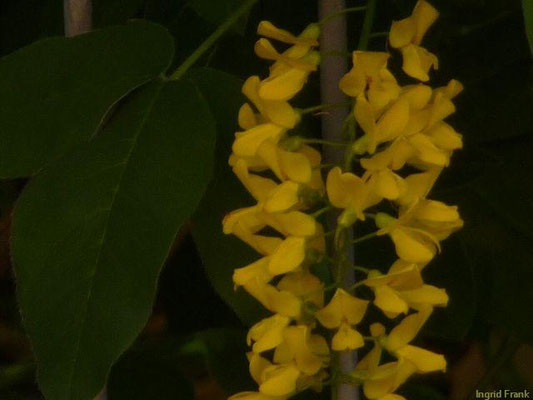 Laburnum alpinum / Alpen-Goldregen (24.05.2012; Botanischer Garten Leipzig)