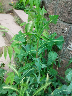 Lactuca serriola / Kompass-Lattich