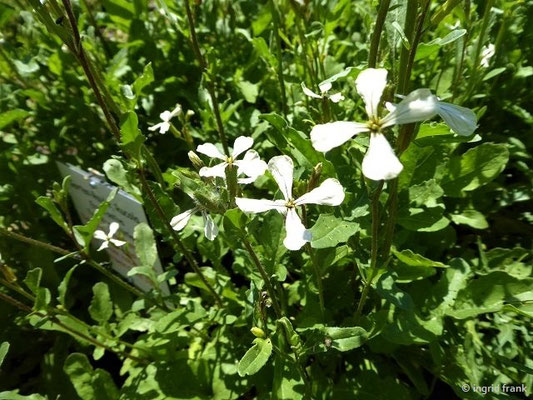 Eruca sativa / Senfrauke, Ölrauke, Ruke, Rucola (Kräutergarten Kloster Inzigkofen)    V-VI