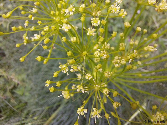 Peucedanum officinale / Echter Haarstrang  (strauchartenfeld auf dem Beutenlay bei Münsingen)   VII-IX